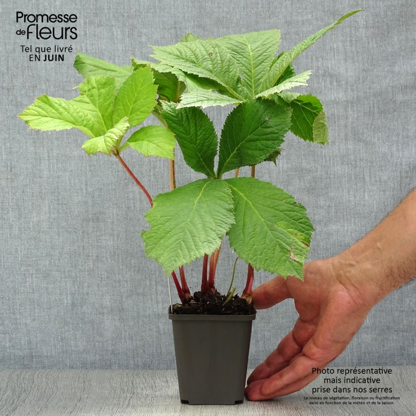 Rodgersia aesculifolia 8/9 cm pot sample as delivered in summer
