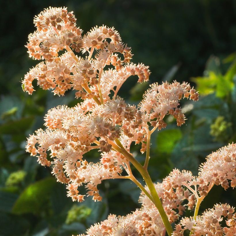 Rodgersia aesculifolia (Flowering)