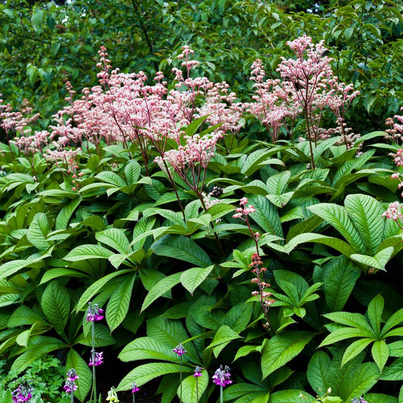 Rodgersia aesculifolia (Plant habit)