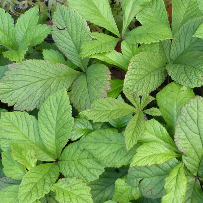 Rodgersia aesculifolia var. henrici (Foliage)