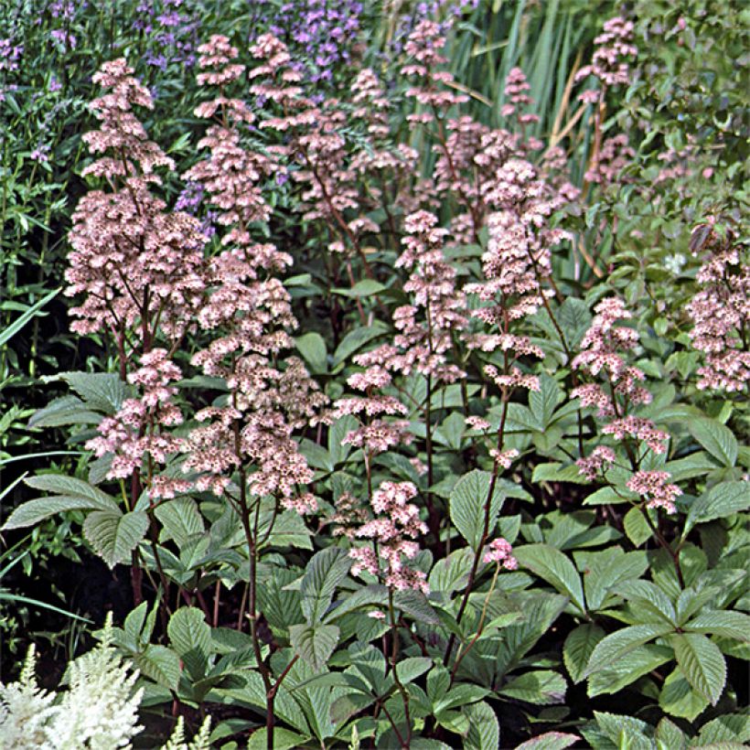 Rodgersia aesculifolia var. henrici (Plant habit)