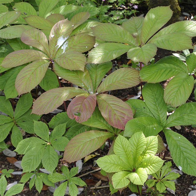 Rodgersia pinnata (Foliage)