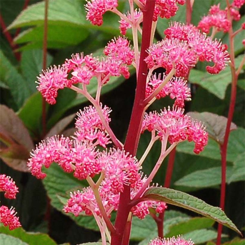 Rodgersia pinnata Bronze Peacock (Flowering)