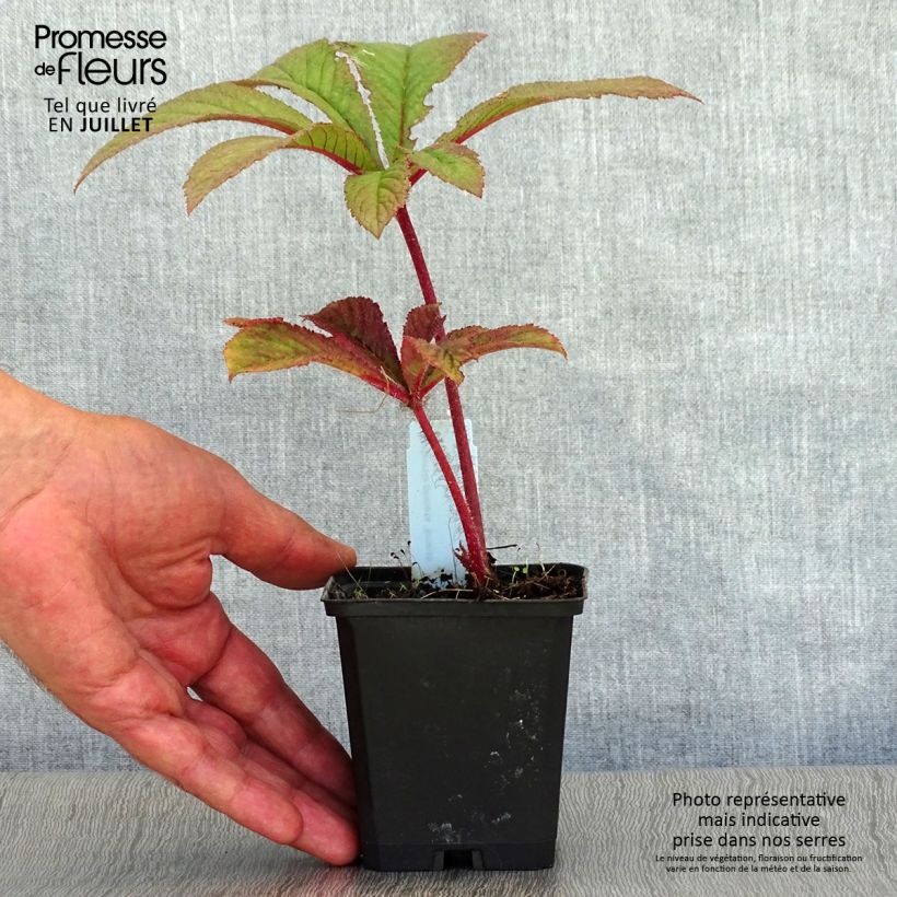 Rodgersia pinnata Bronze Peacock 8/9 cm pot sample as delivered in summer