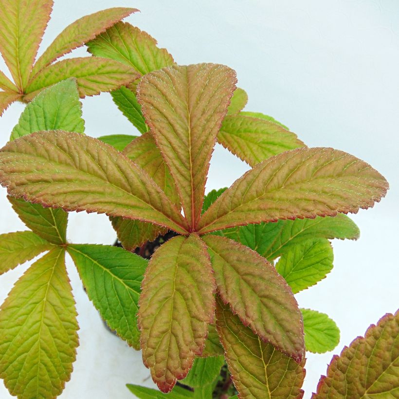 Rodgersia pinnata Chocolate Wings (Foliage)