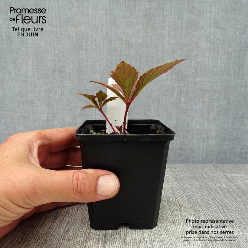 Rodgersia pinnata Chocolate Wings 8/9 cm pot sample as delivered in summer