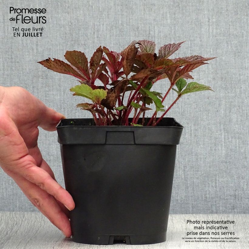 Rodgersia pinnata Chocolate Wings 2L/3L pot sample as delivered in summer