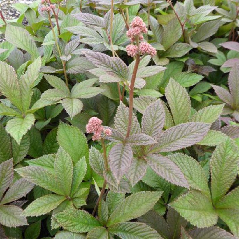 Rodgersia pinnata Dark Pokers (Foliage)