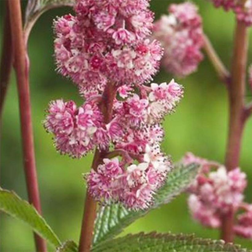 Rodgersia pinnata Dark Pokers (Flowering)