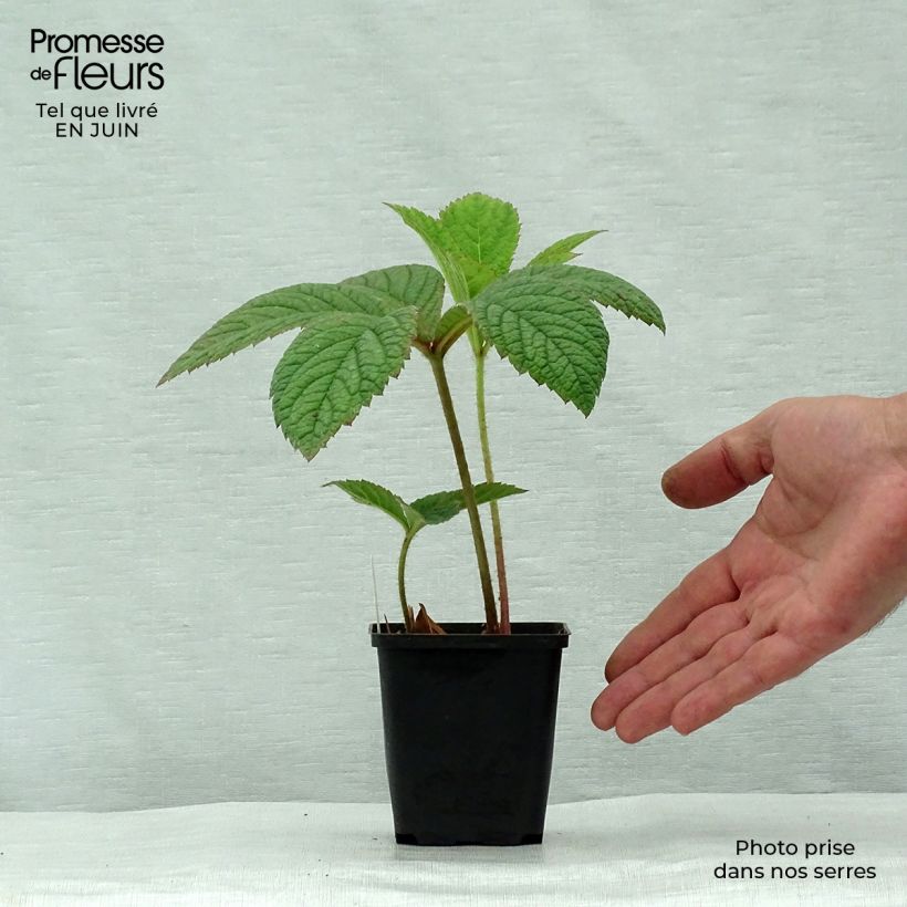 Rodgersia pinnata Dark Pokers 8/9 cm pot sample as delivered in summer