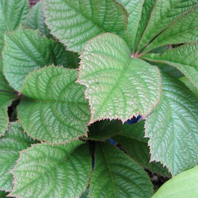 Rodgersia pinnata Elegans (Foliage)