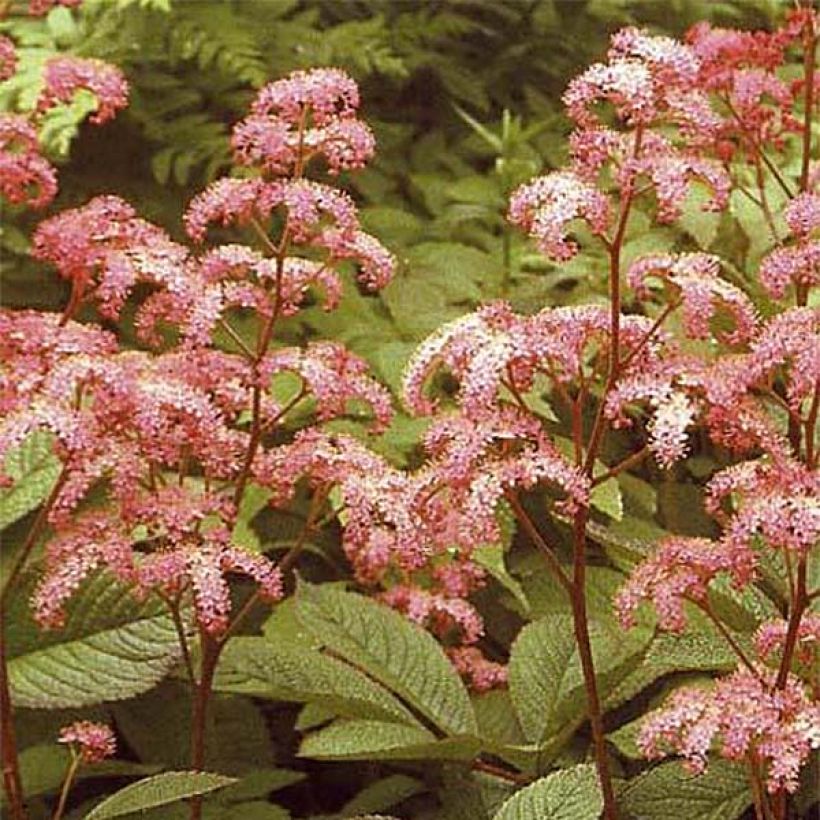 Rodgersia pinnata Elegans (Flowering)