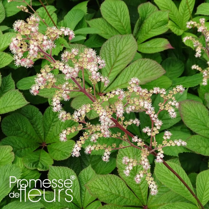 Rodgersia pinnata Hercules (Foliage)