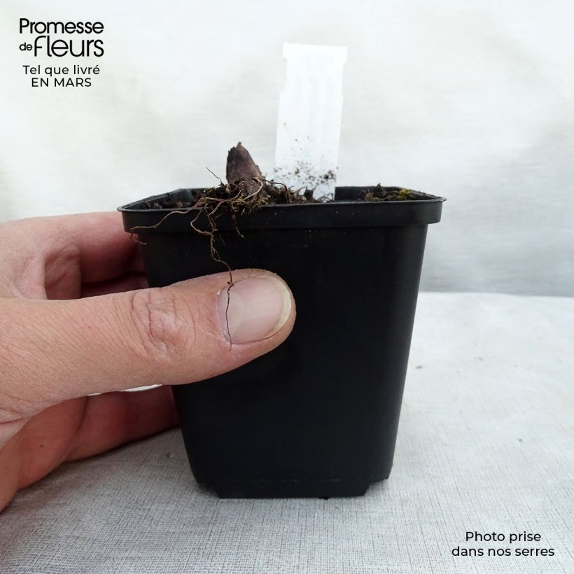 Rodgersia pinnata Hercules sample as delivered in spring