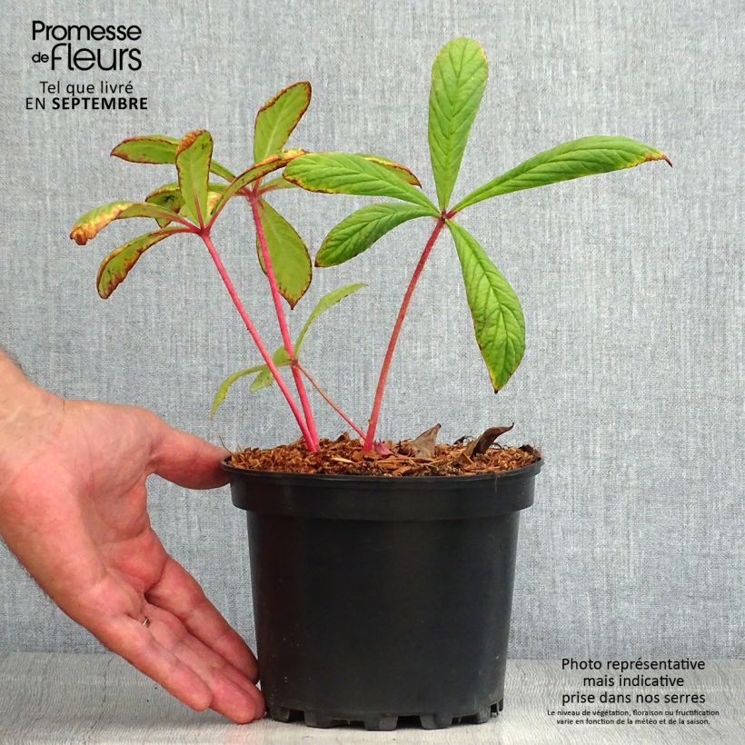 Rodgersia pinnata 1.5L/2L pot sample as delivered in summer
