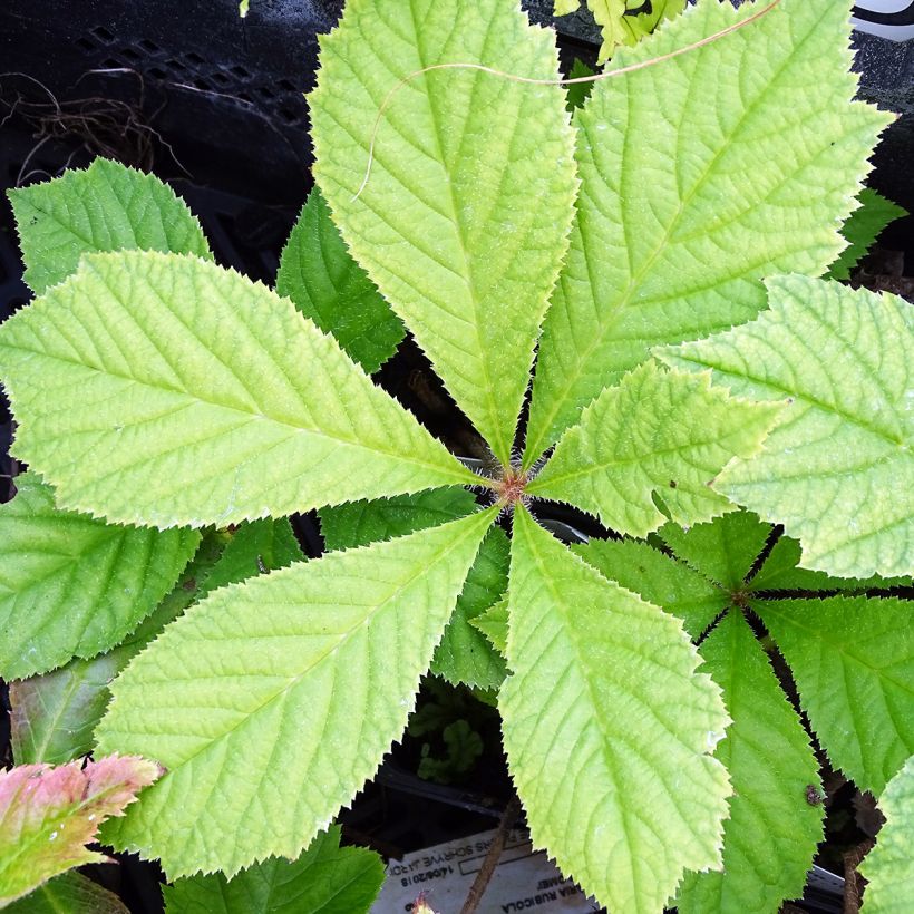 Rodgersia podophylla (Foliage)