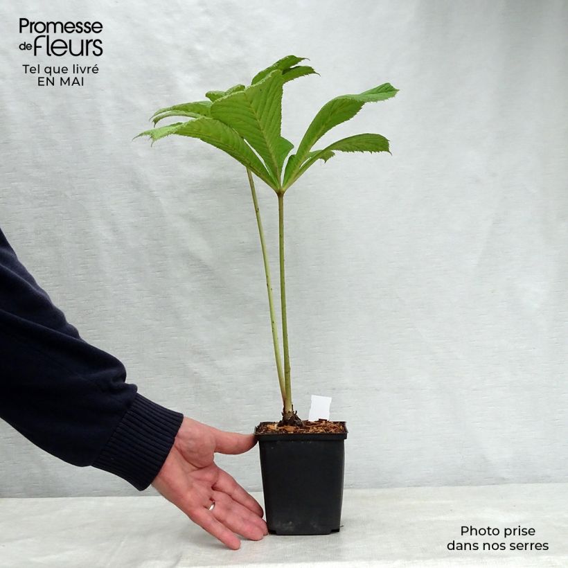 Rodgersia sambucifolia 8/9 cm pot sample as delivered in spring