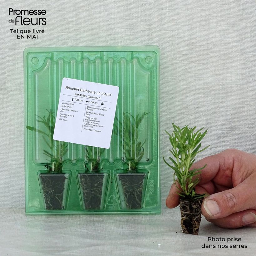 Rosmarinus officinalis Barbecue - Rosemary Plug plant 3/4cm sample as delivered in spring