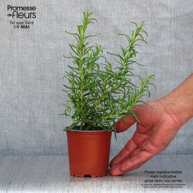 Rosmarinus officinalis Barbecue - Rosemary 8/9 cm pot sample as delivered in spring