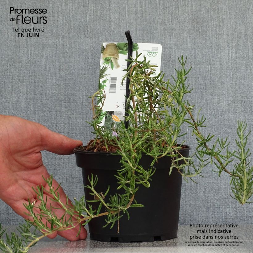 Rosmarinus officinalis Majorca Pink - Rosemary 1.5L/2L pot sample as delivered in summer