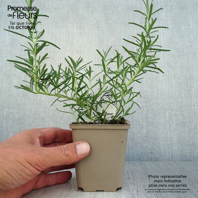 Rosmarinus officinalis Albiflorus 8/9 cm pot sample as delivered in autumn