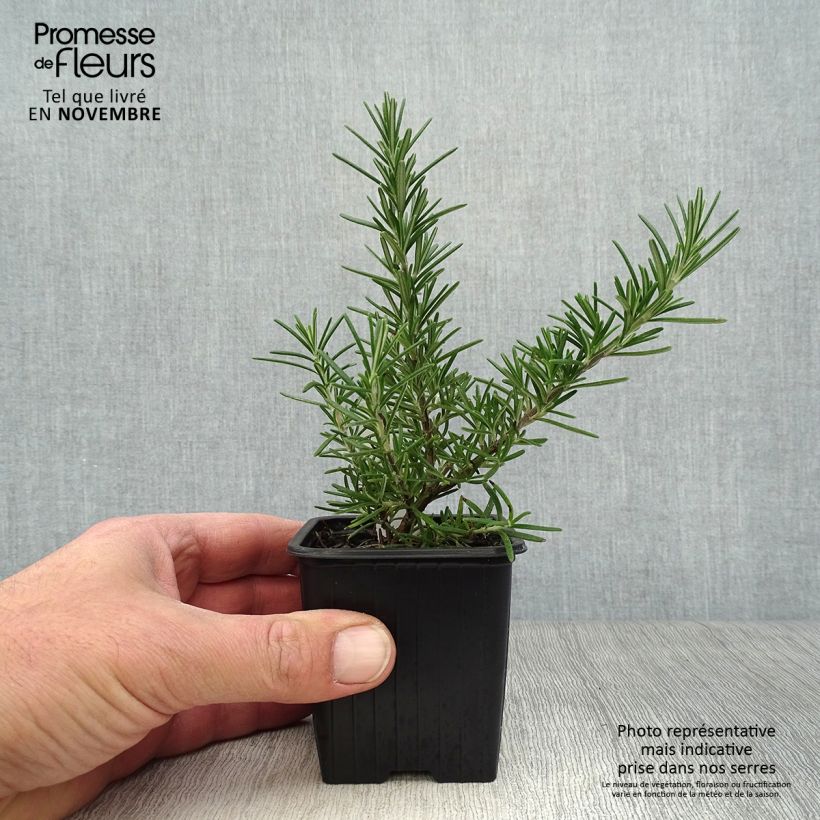 Rosmarinus officinalis Pointe du Raz 8/9 cm pot sample as delivered in autumn