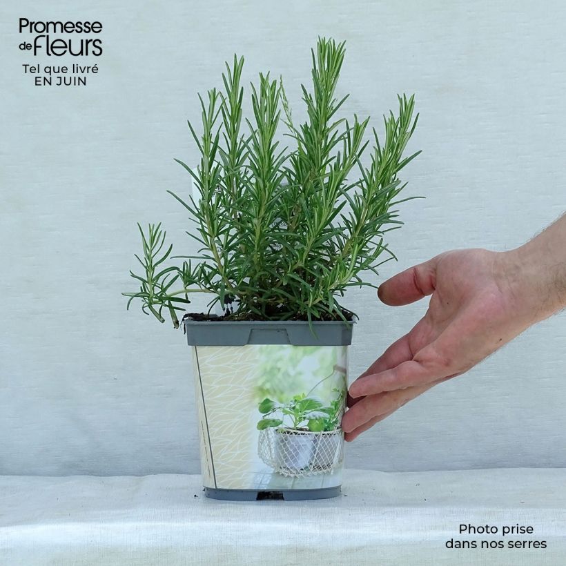 Organic Rosmarinus officinalis - Rosemary 1L/1.5L pot sample as delivered in summer