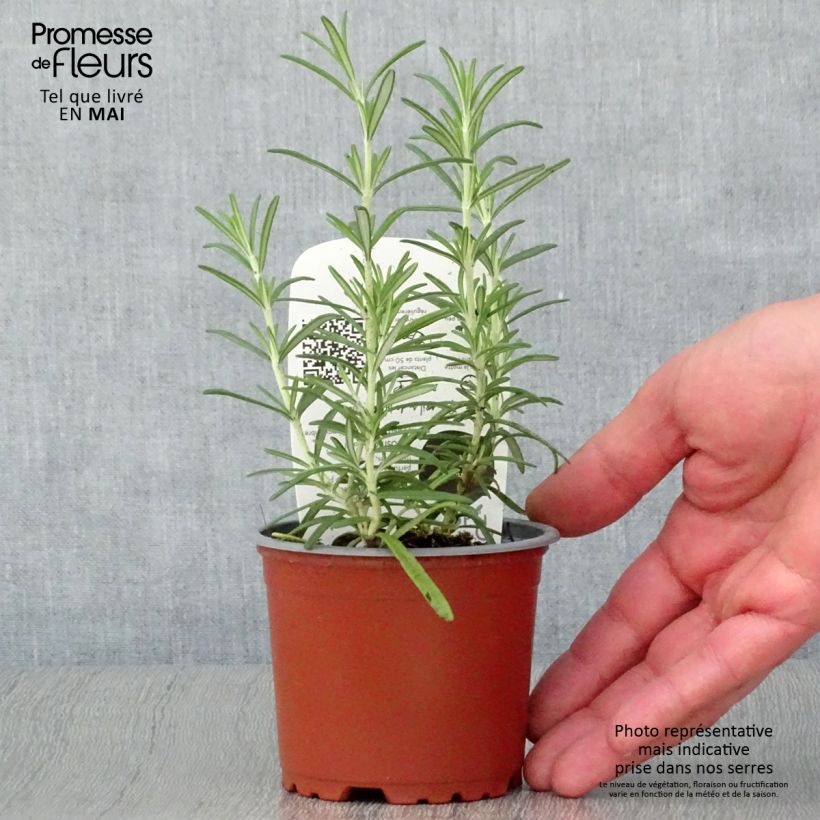 Organic Rosmarinus officinalis - Rosemary 10cm/11cm pot sample as delivered in spring