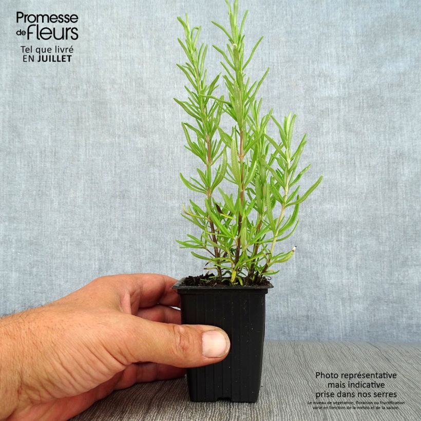 Rosmarinus officinalis - Rosemary 7/8 cm pot sample as delivered in summer
