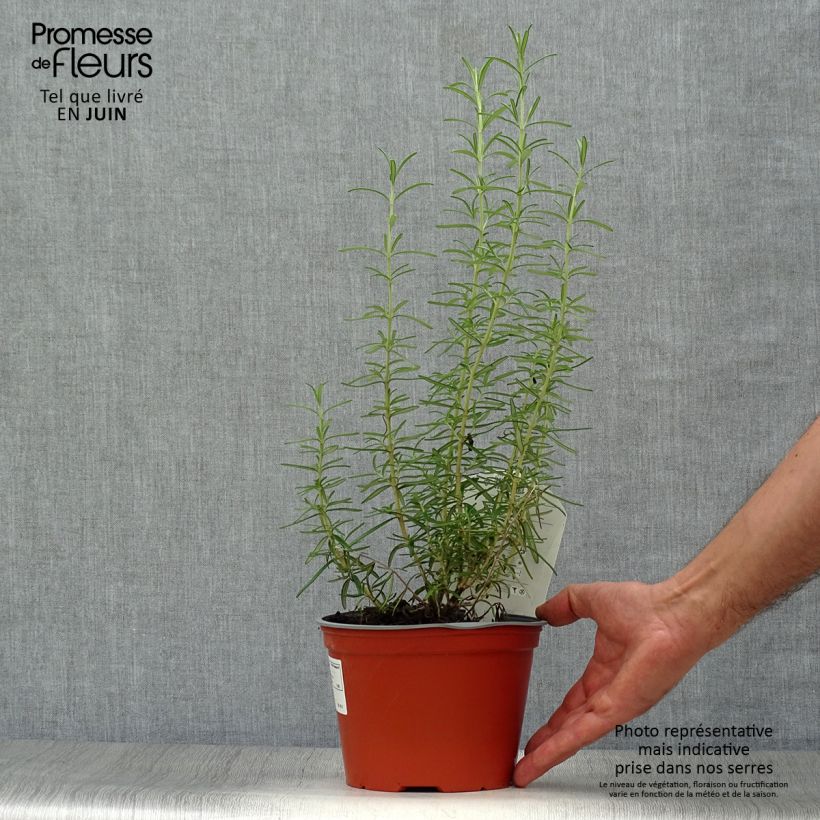 Rosmarinus officinalis - Rosemary 2L/3L pot sample as delivered in summer