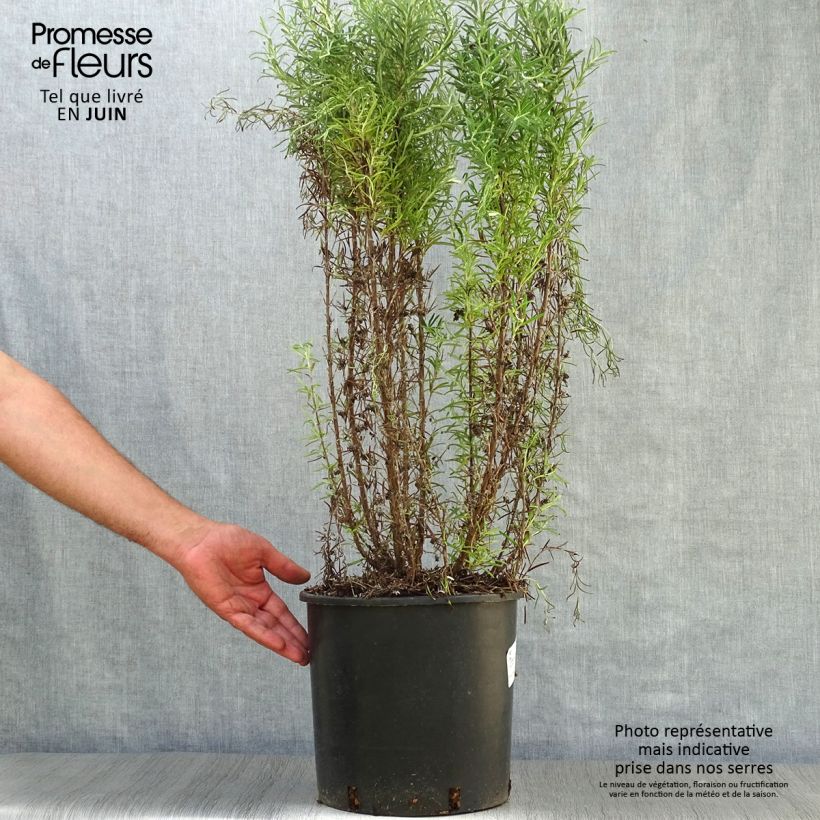 Rosmarinus officinalis - Rosemary 7.5L/10L pot sample as delivered in summer