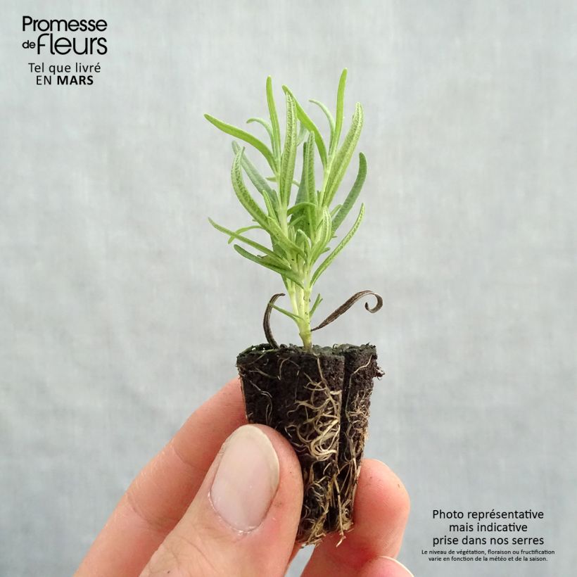 Rosmarinus officinalis Speedy Plug plant 3/4cm sample as delivered in spring