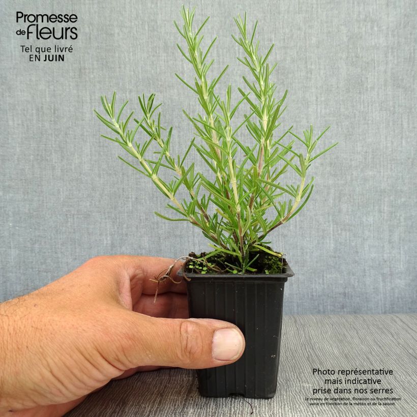 Creeping Rosemary - Rosmarinus officinalis Prostratus 7/8 cm pot sample as delivered in summer