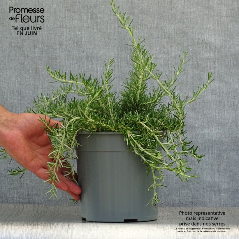 Creeping Rosemary - Rosmarinus officinalis Prostratus 2L/3L pot sample as delivered in summer