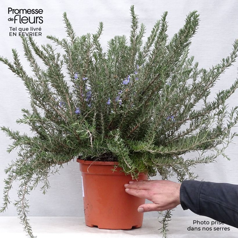 Creeping Rosemary - Rosmarinus officinalis Prostratus sample as delivered in winter