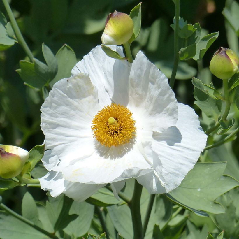 Romneya coulteri (Flowering)