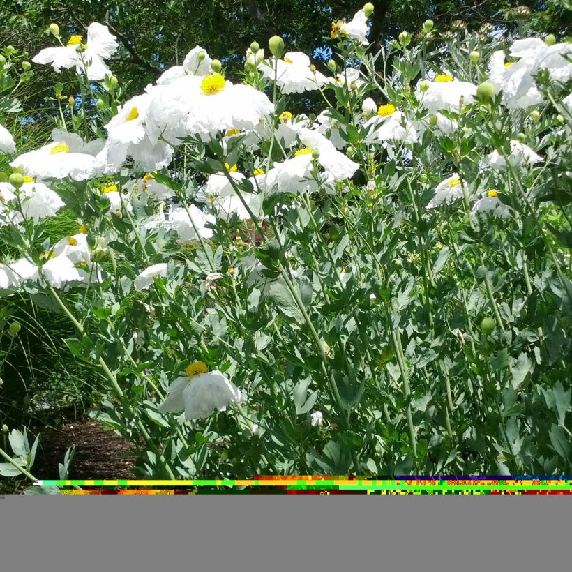 Romneya coulteri (Plant habit)