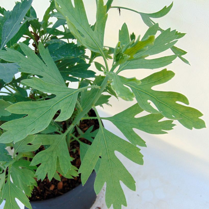 Romneya coulteri (Foliage)