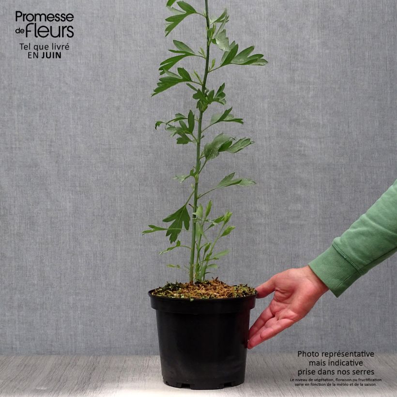 Romneya coulteri 2L/3L pot sample as delivered in summer
