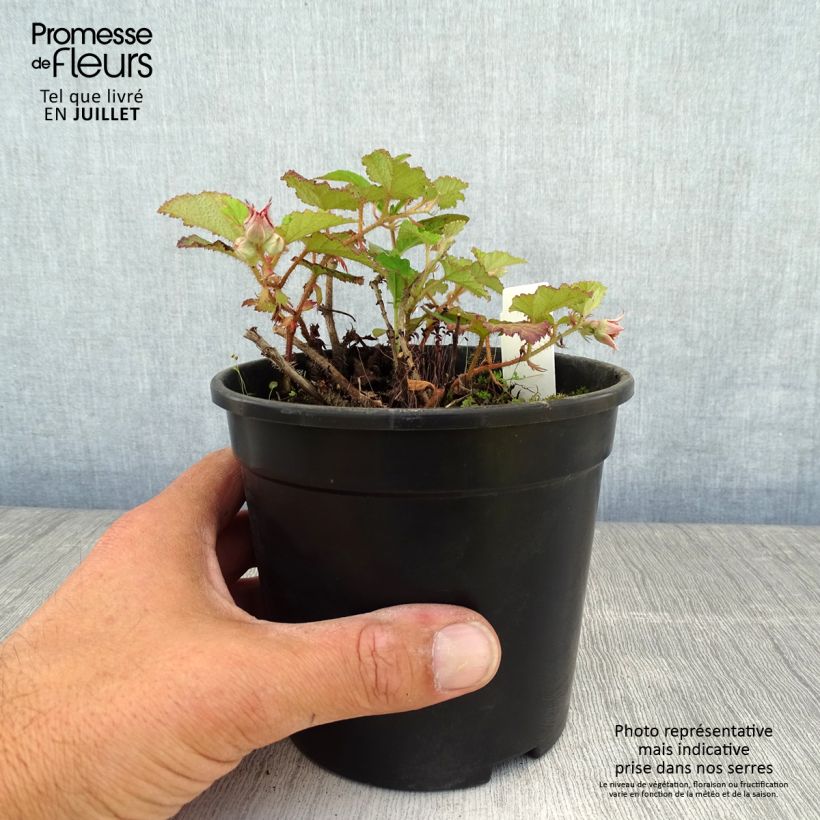 Rubus tricolor Betty Ashburner 1.5L/2L pot sample as delivered in summer