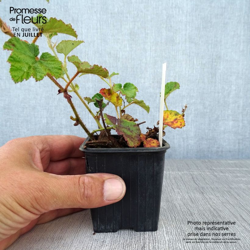 Rubus tricolor Betty Ashburner 8/9 cm pot sample as delivered in summer