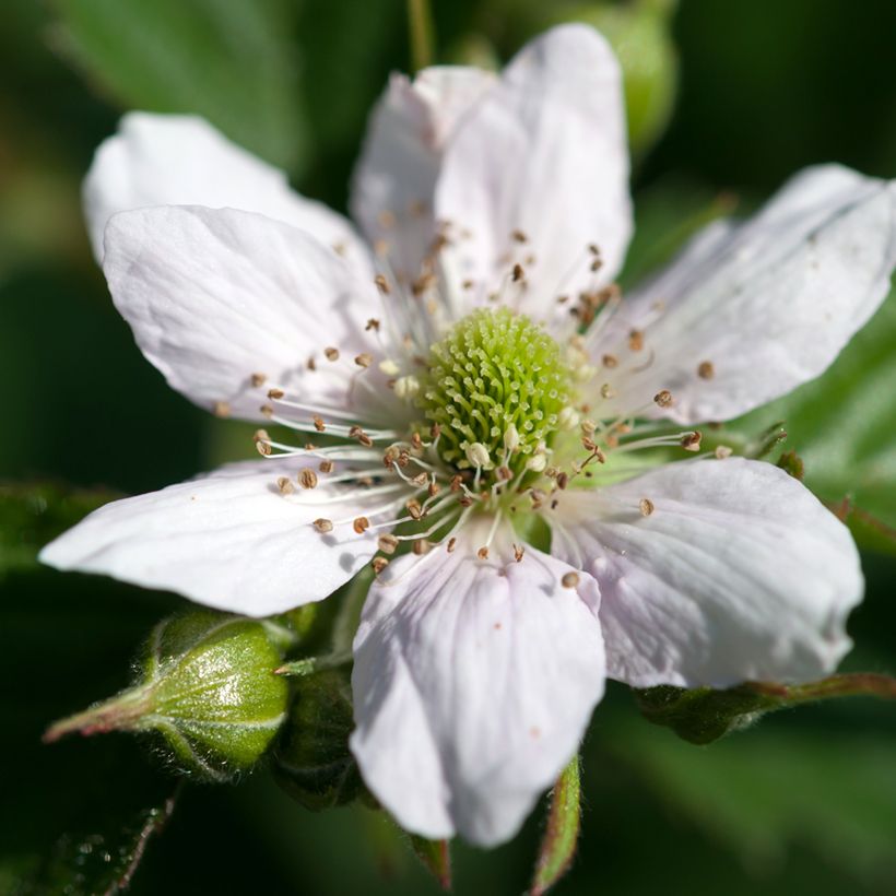 Rubus fruticosus - Blackberry (Flowering)
