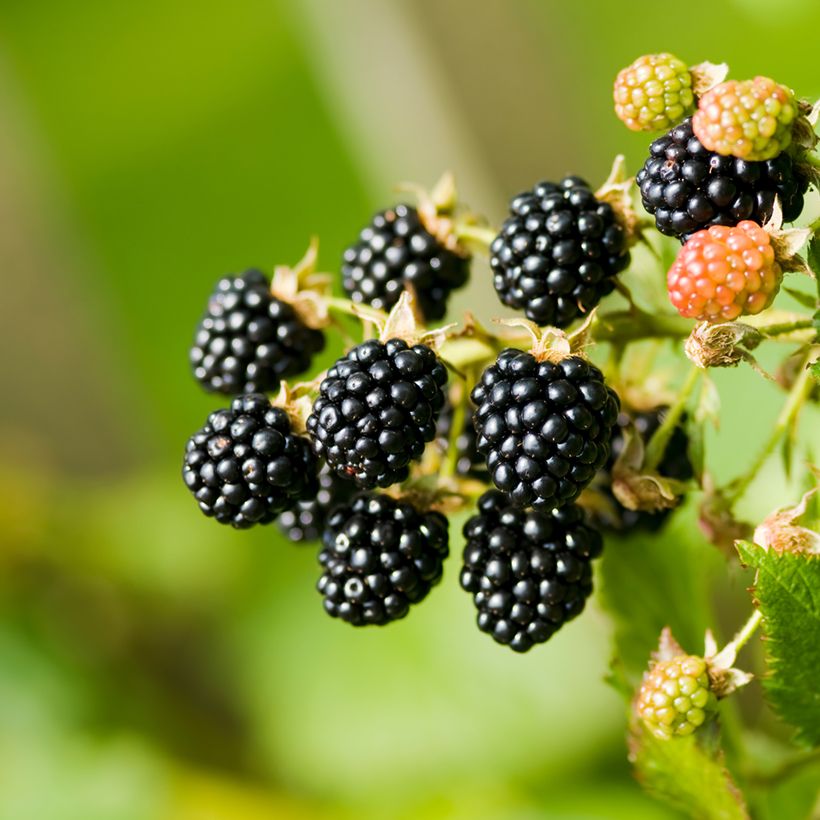 Rubus fruticosus - Blackberry (Harvest)