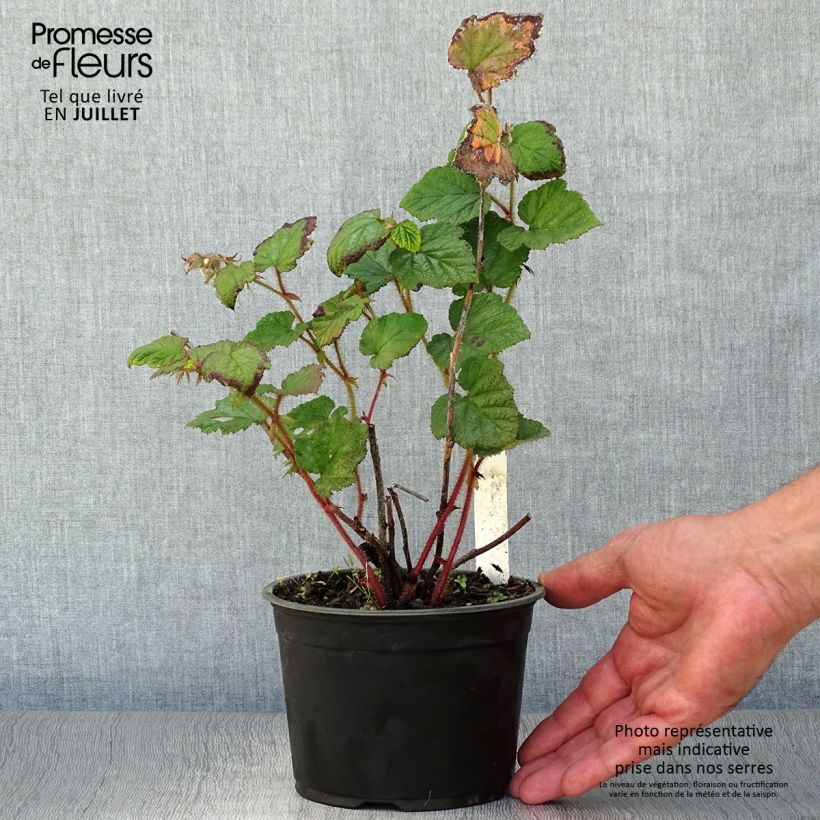 Rubus tricolor 1L/1.5L pot sample as delivered in summer