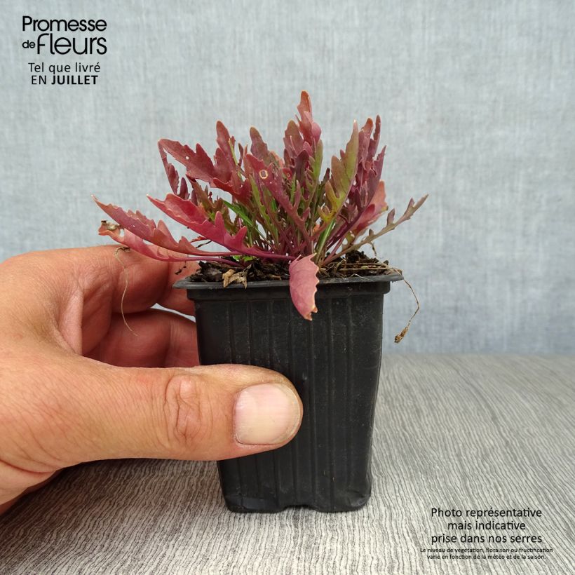 Organic Wild Rocket - Diplotaxis erucoides 8/9 cm pot sample as delivered in summer