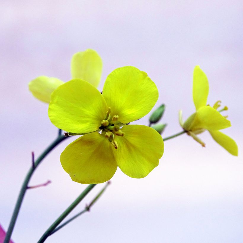 Organic Wild Rocket - Diplotaxis erucoides (Flowering)