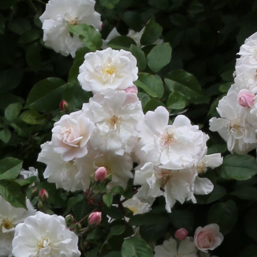 Rosa x sempervirens 'Adélaïde d’Orléans' - Rambling Rose (Flowering)