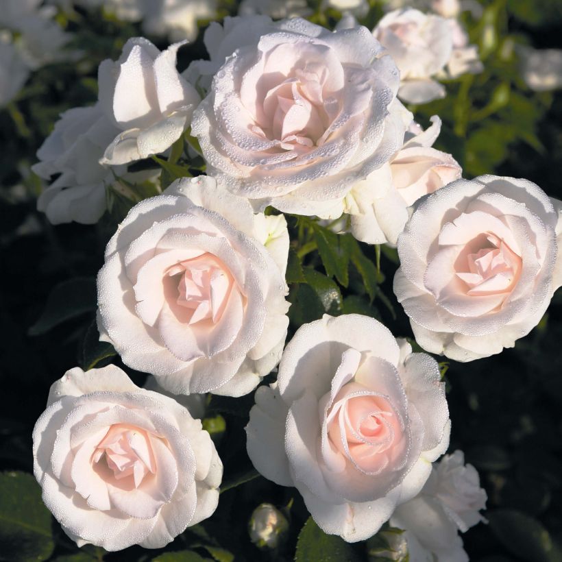 Rosa Aspirin Rose - Floribunda Rose (Flowering)