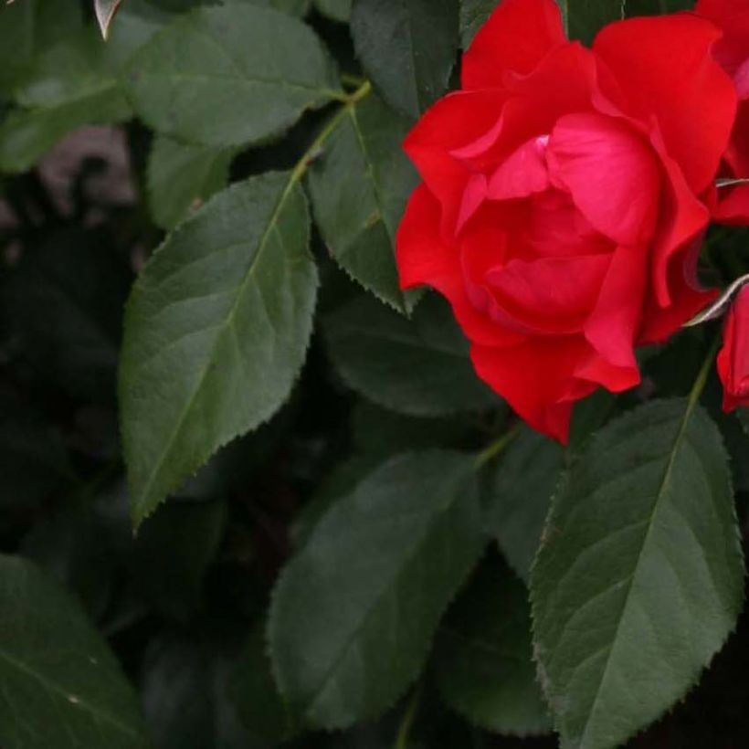 Rosa Black Forest Rose - Floribunda Rose (Foliage)