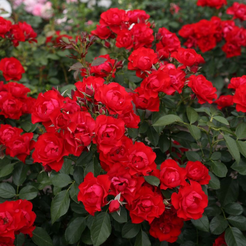Rosa Black Forest Rose - Floribunda Rose (Flowering)